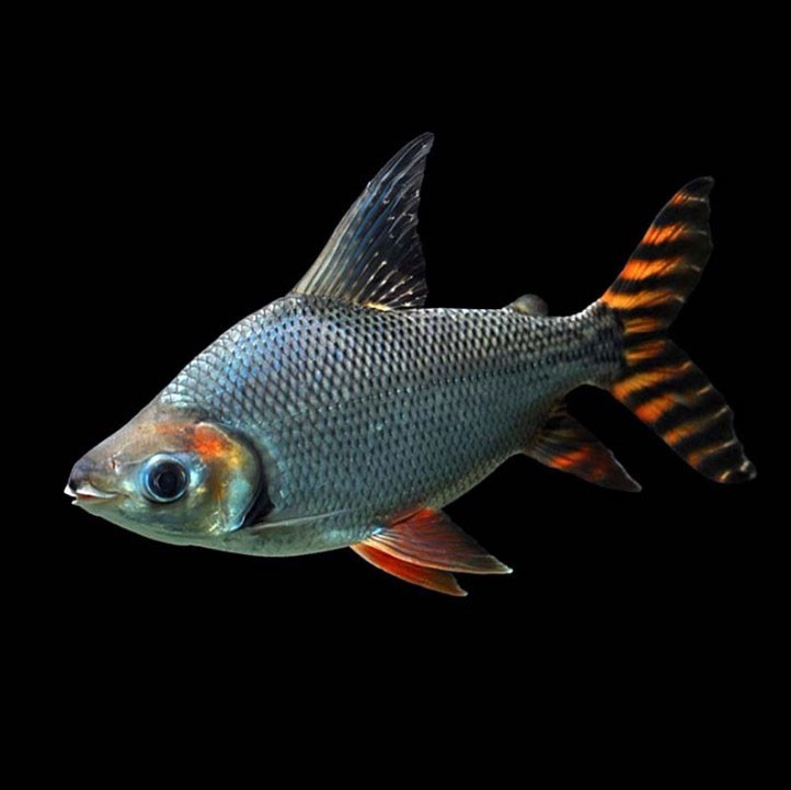 Rompin Straight striped Phoenix fish