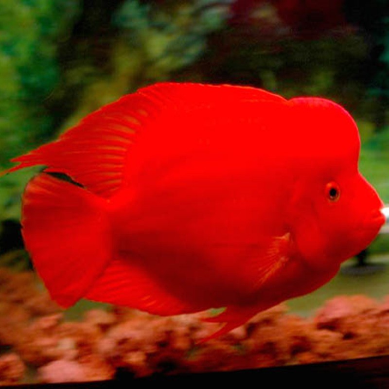 Rompin Caishen parrot fish - red Caishen fish