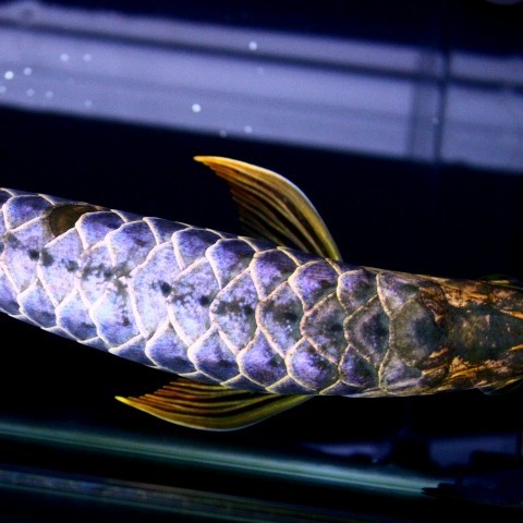 Rompin Blue backed Arowana