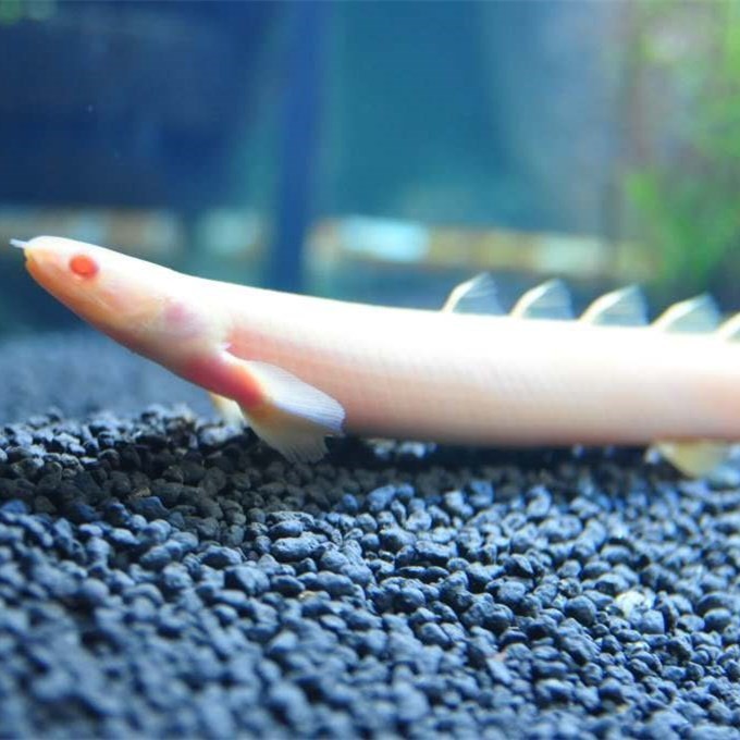 Rompin Albino nine horned Arowana