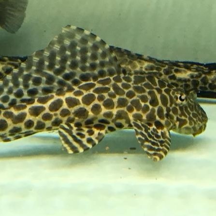 Rompin Leopard fish