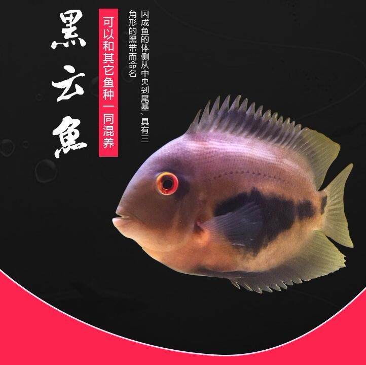 Rompin Black cloud (auspicious) fish