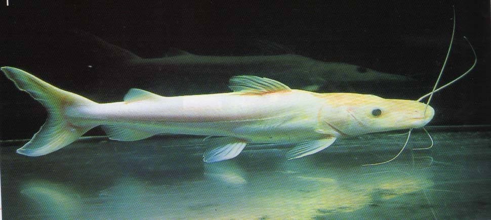 Rompin Albino duck billed fish