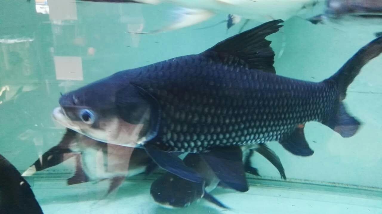 Rompin Siamese giant carp