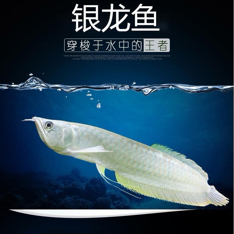 Rompin Silver Arowana