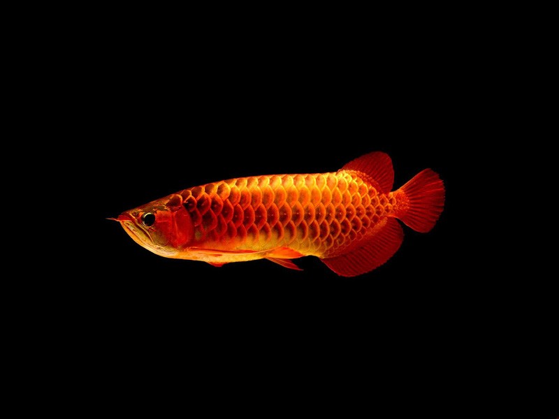 Rompin Red arowana with blue background