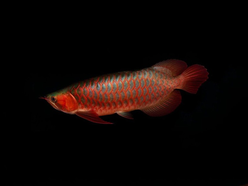 Rompin Red arowana with green bottom