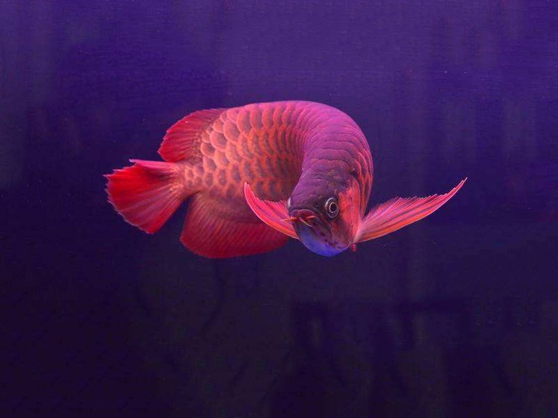 Rompin Chili red arowana 2