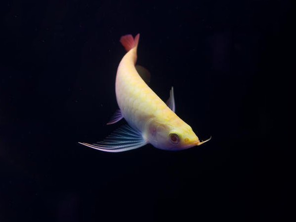 Rompin Albino red Arowana