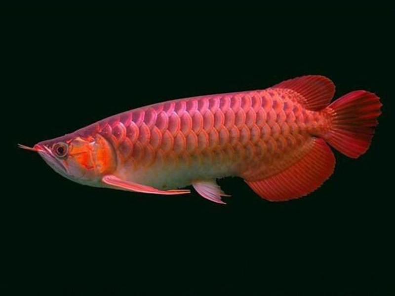 Rompin Chili red Arowana