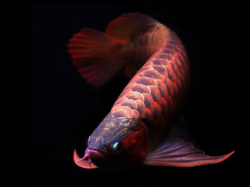 Rompin Orange red Arowana