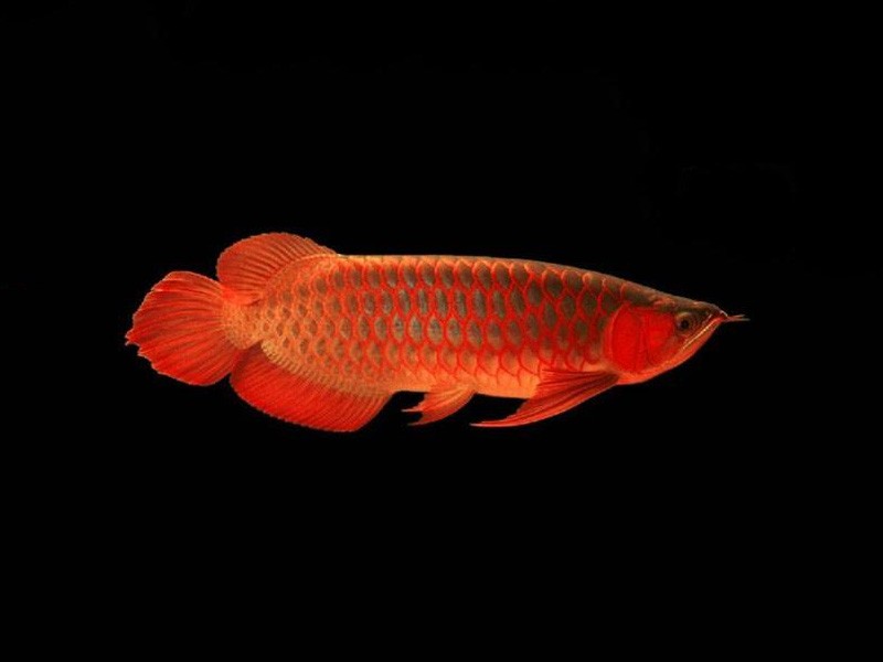 Rompin Red bottom red Arowana