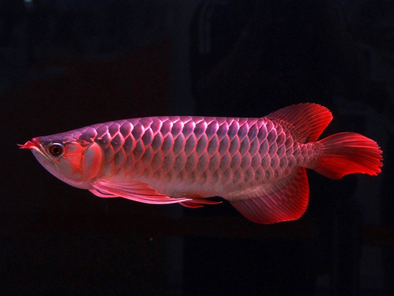 Rompin Great Lake red Arowana